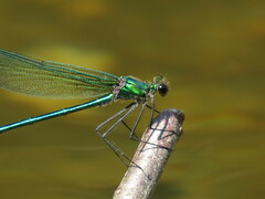 Calopteryx angustipennis