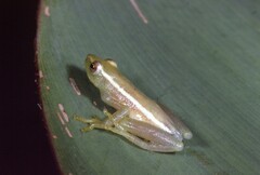 Hyperolius nasutus