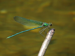 Calopteryx angustipennis
