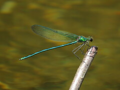 Calopteryx angustipennis