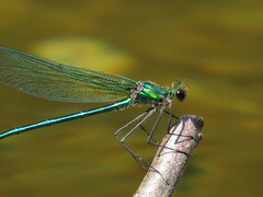 Calopteryx angustipennis