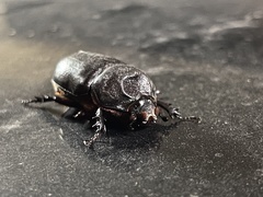 Oryctes rhinoceros