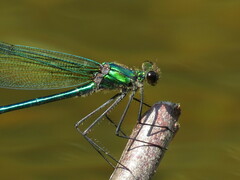 Calopteryx angustipennis