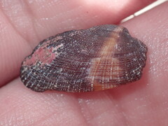 Barbatia domingensis