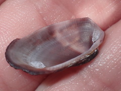 Barbatia domingensis