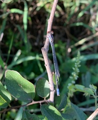 Pseudagrion sublacteum