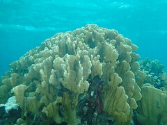 Millepora complanata