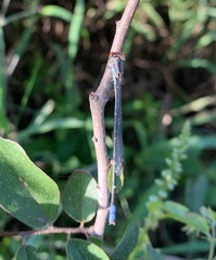 Pseudagrion sublacteum