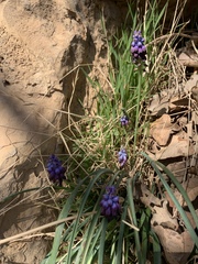 Muscari inconstrictum
