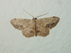 Idaea chotaria