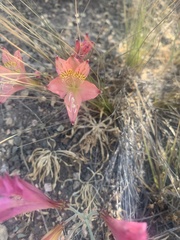 Alstroemeria