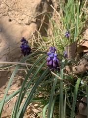 Muscari inconstrictum