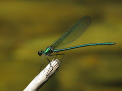 Calopteryx angustipennis