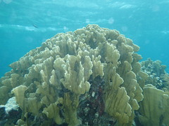 Millepora complanata