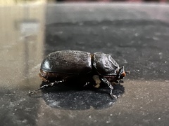 Oryctes rhinoceros
