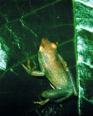 Hyperolius nasutus
