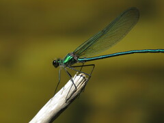 Calopteryx angustipennis