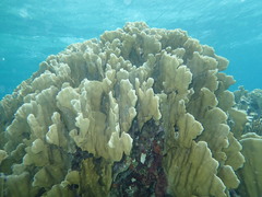 Millepora complanata