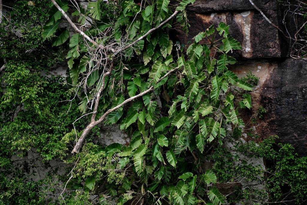 Scindapsus maclurei (Scindapsus maclurei)