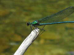 Calopteryx angustipennis