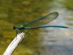 Calopteryx angustipennis