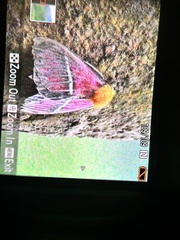 Pseudodirphia menander