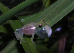 Hyperolius nasutus