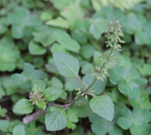 Slender wild basil (Clinopodium gracile)