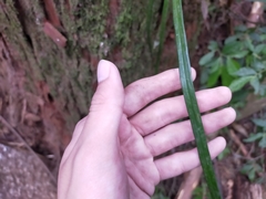 Haplopteris flexuosa