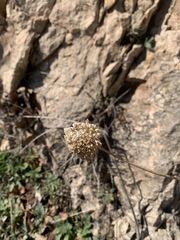 Allium phanerantherum