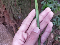 Haplopteris flexuosa