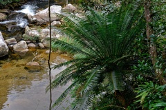 Cycas