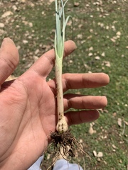 Allium phanerantherum
