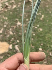 Allium phanerantherum