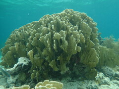 Millepora complanata