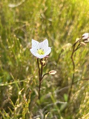 Gentianella bawbawensis
