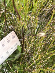 Gentianella bawbawensis