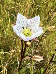 Gentianella bawbawensis