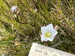 Gentianella bawbawensis