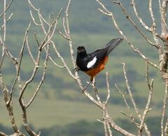 Thamnolaea cinnamomeiventris