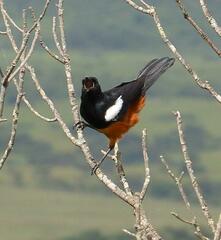 Thamnolaea cinnamomeiventris