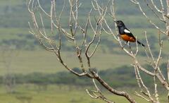 Thamnolaea cinnamomeiventris