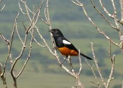 Thamnolaea cinnamomeiventris