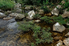 Phyllanthus rheophyticus