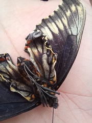 Battus polydamas psittacus