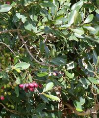 Syzygium legatii