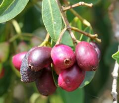 Syzygium legatii