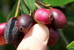 Syzygium legatii