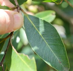 Syzygium legatii