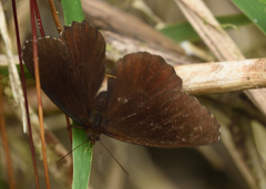 Panyapedaliodes